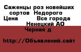 Саженцы роз новейших сортов. Недорого. › Цена ­ 350 - Все города  »    . Ненецкий АО,Черная д.